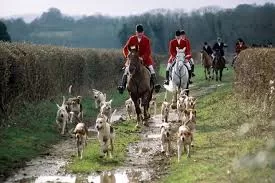 Fox Hunting, Fox Hunting Ban, Is Fox Hunting Illegal, Fox Hunting and Why It Is Banned, Wildlife Matters. Wildlife Matters Investigates, The Hunting Act, Hunt Sabs,