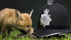 Fox Hunting, Fox Hunting Ban, Is Fox Hunting Illegal, Fox Hunting and Why It Is Banned, Wildlife Matters. Wildlife Matters Investigates, The Hunting Act, Hunt Sabs,