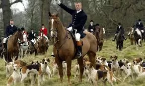 Fox Hunting, Fox Hunting Ban, Is Fox Hunting Illegal, Fox Hunting and Why It Is Banned, Wildlife Matters. Wildlife Matters Investigates, The Hunting Act, Hunt Sabs,