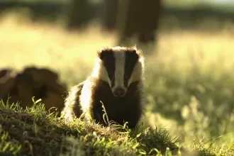 031 – The Badger Culls Part Two – The Randomised Badger Cull Trials