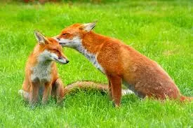 Fascinating Foxy Facts Wildlife Matters Red Fox Dog Fox Vixen Urban Fox