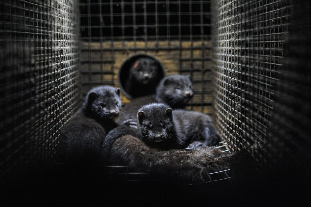 Mink on a fur farm