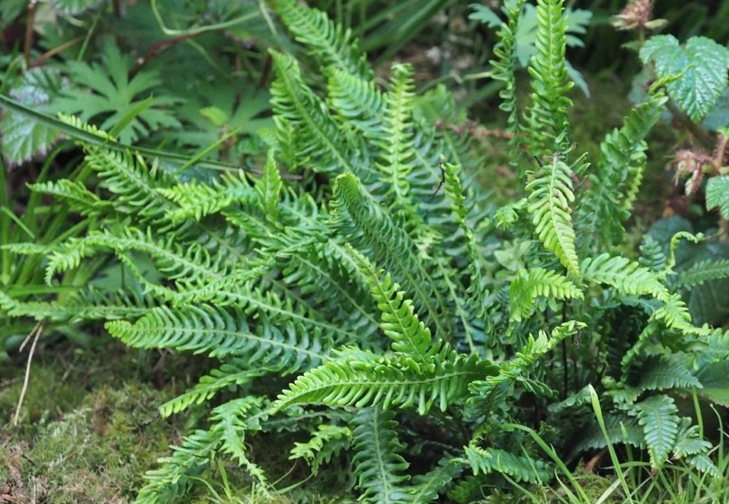 Wildlife Habitats Ancient Woodlands Wildlife Matters Blog