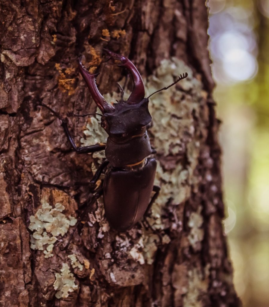 Wildlife Habitats Ancient Woodlands Wildlife Matters Blog