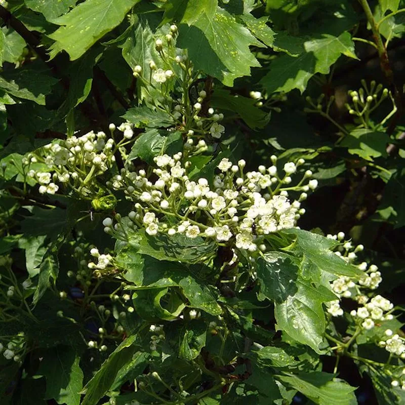 Wildlife Habitats Ancient Woodlands Wildlife Matters Blog