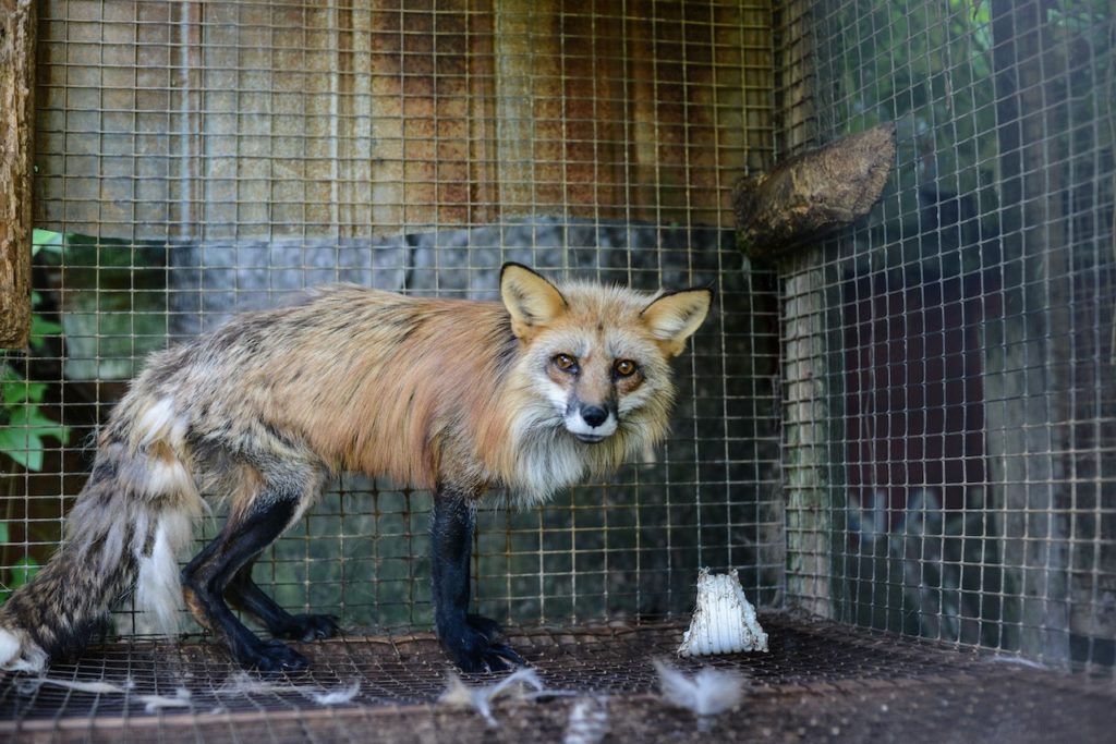 Fox on a fur farm