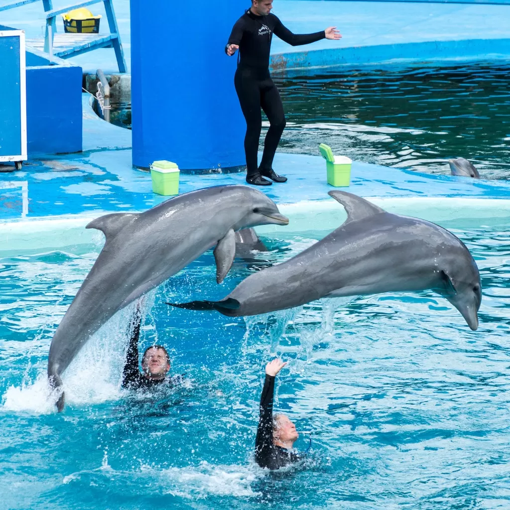 030 – This Masquerade – Wild dolphins sold into captivity