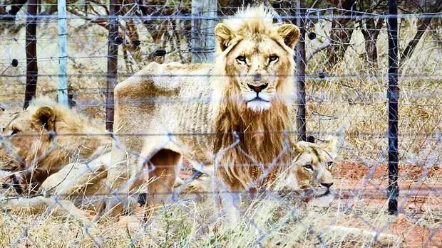 The Lion Bone Trade - A Roaring Success? Wildlife Matters blog Wildlife Matters Article