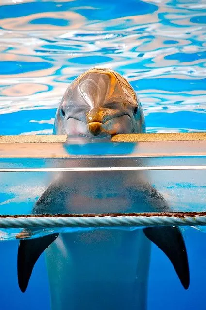 021 – Born to be Wild The Cruelty of Captivity