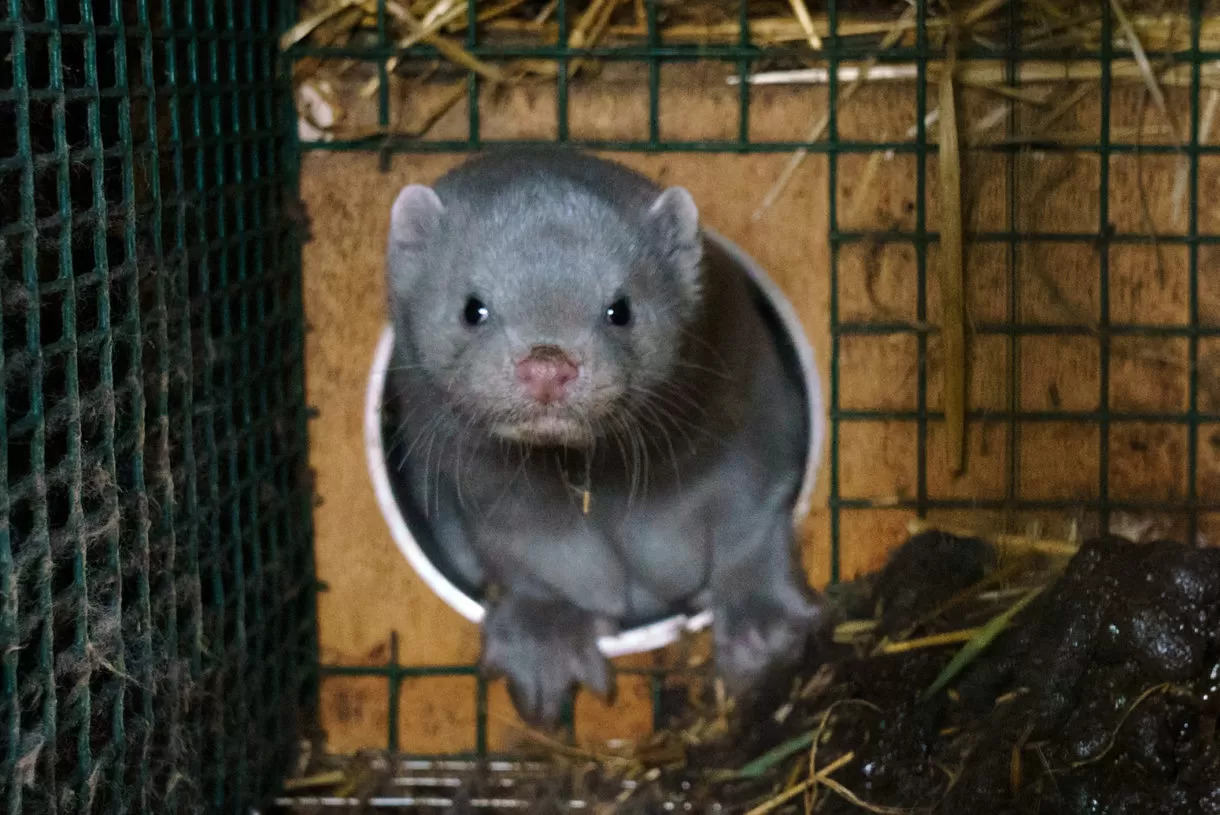 023 – Farmed for their fur