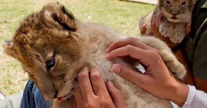 055 Lion Cub ‘Petting’ and why it’s wrong
