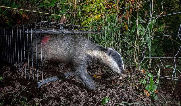 Badger Vaccination- The Facts Wildlife Matters BovineTB Badger Culls Tuberculosis