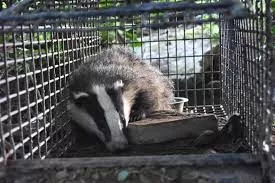 044 Badger Vaccination – The Facts