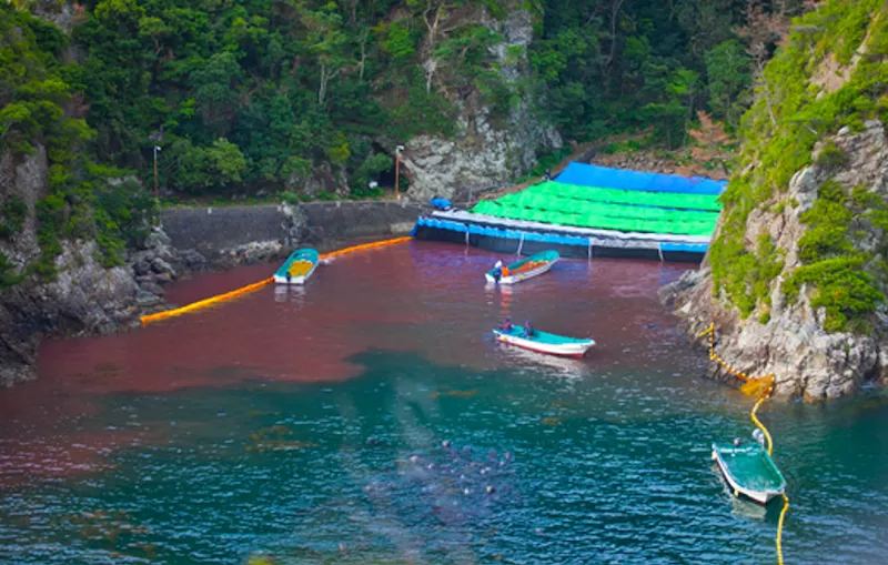 046 – Taiji Cove – Japan The Shameless Slaughter of Dolphins