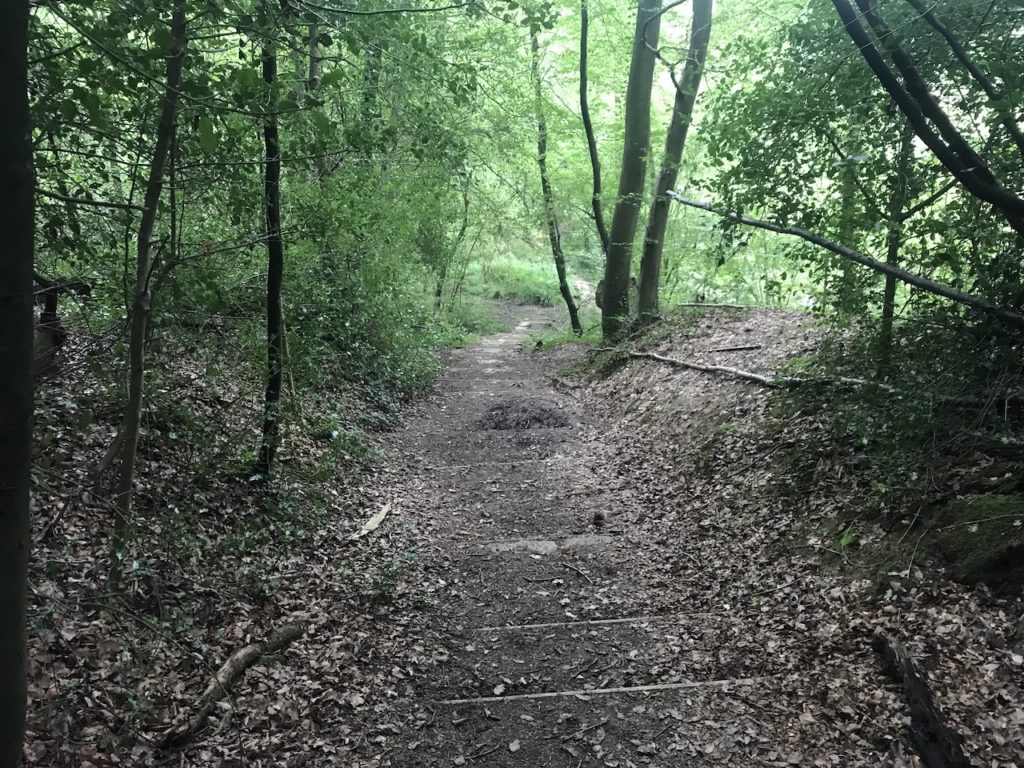 Why are Woodlands so good for our health and wellbeing Wildlife Matters