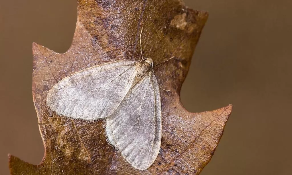 049 – The fascinating life of the Winter Moth