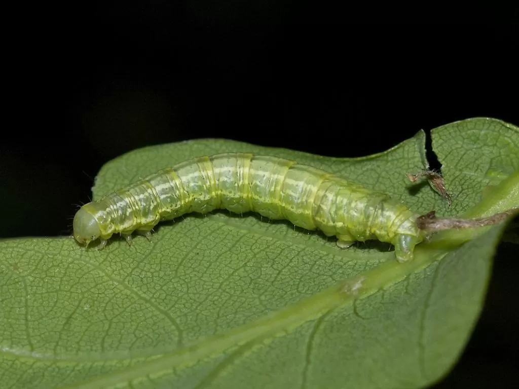 The fascinating life of the Winter Moth Caterpillar Wildlife Matters