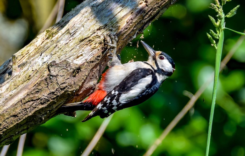 Why are Woodlands so good for our health and wellbeing Wildlife Matters Woodpecker
