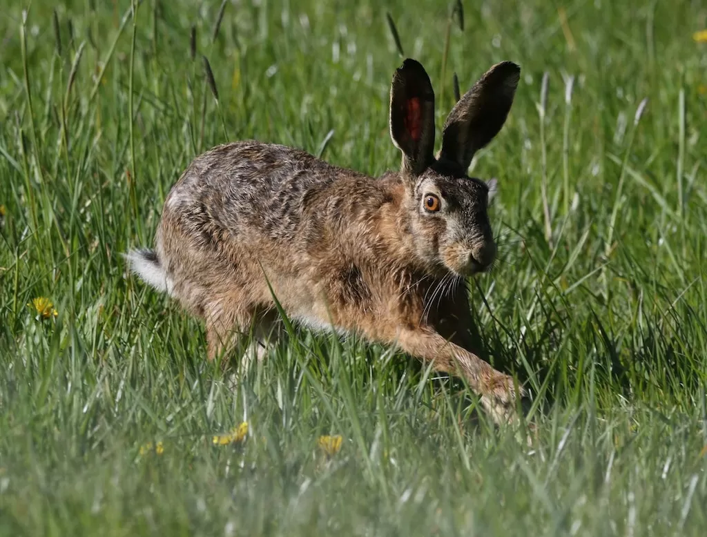 017 – Hare Hunting – Wildlife Matters Investigates