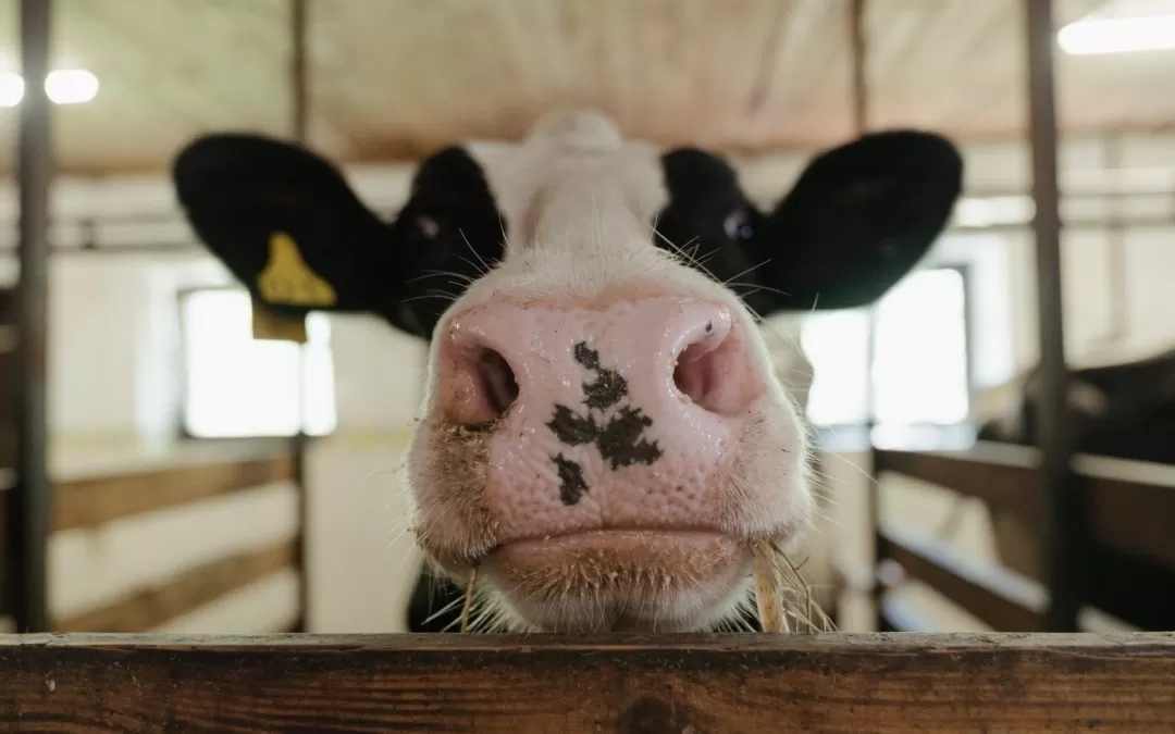 013 The Truth about BovineTB