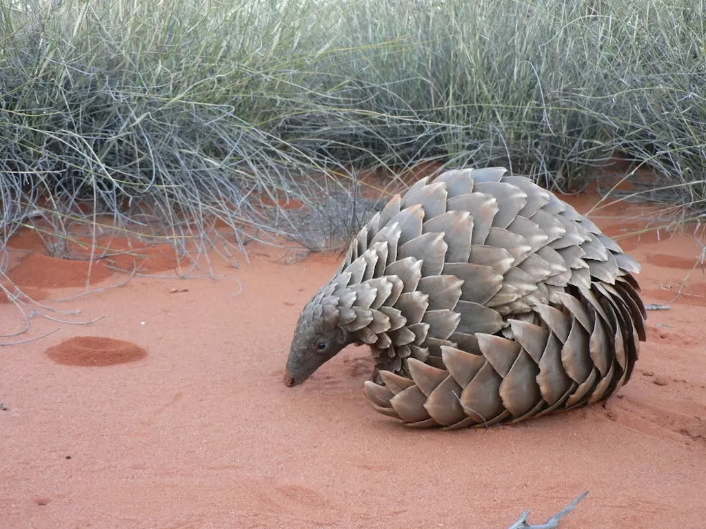 pangolin