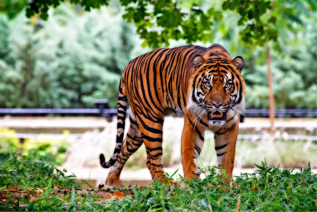 Captive Tiger