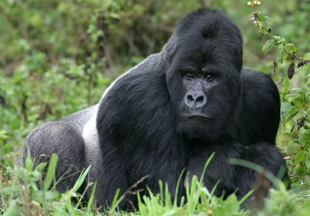 Mountain Gorilla
