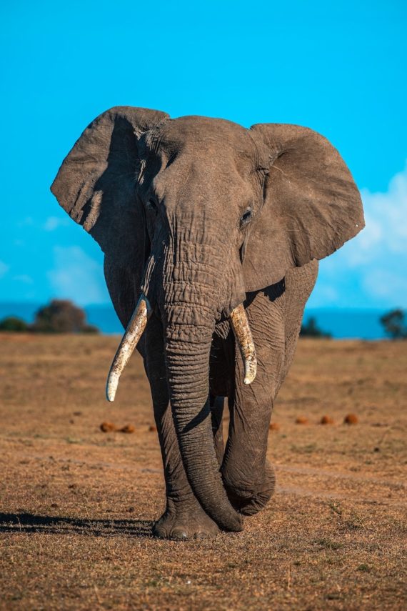 019 Poached for their body Parts – The illegal trade in wildlife