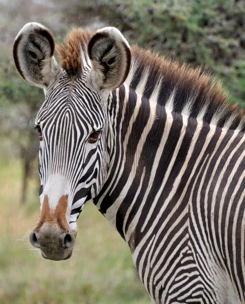 Grevy's Zebra