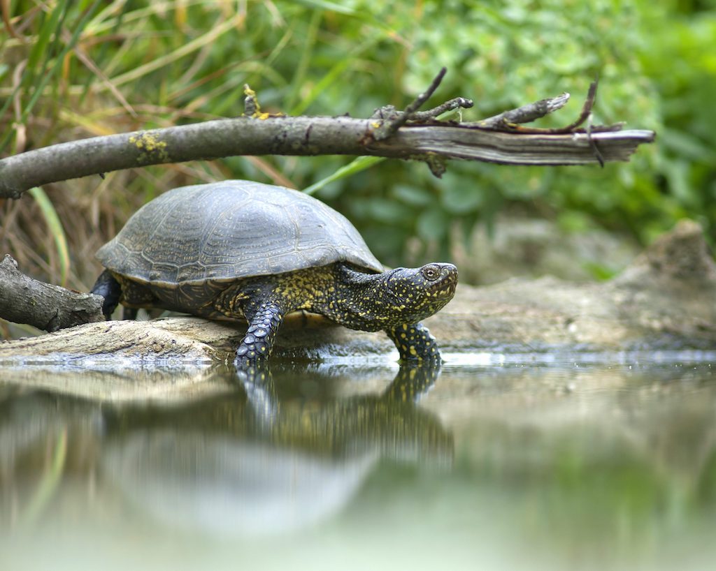 Freshwater Turtle