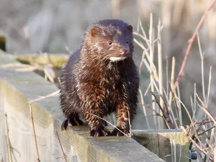 American Mink Why are we still Hunting Mink and Otters ? Wildlife Matters Blog Wildlife Matters Article Wildlife Matters Podcast