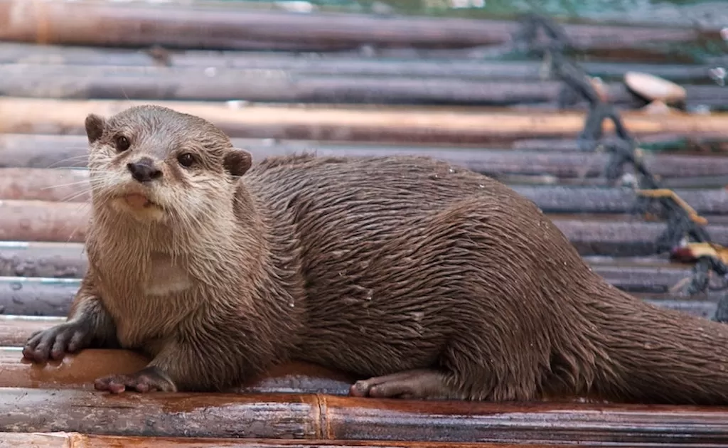 Eurasian Otter Why are we still Hunting Mink and Otters ? Wildlife Matters Blog Wildlife Matters Article Wildlife Matters Podcast