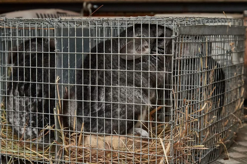 Fur Farm Cage Chinchilla The Tragic Truth About Fur Farms Why We Must Stop Wearing Fur Wildlife Matters