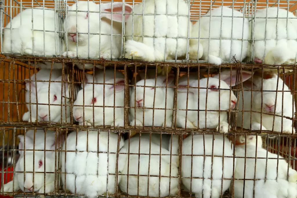 Rabbits on a fur farm