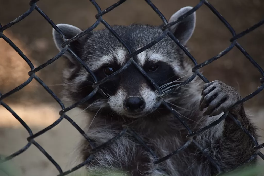 Fur Farm Cage Raccoon The Tragic Truth About Fur Farms Why We Must Stop Wearing Fur Wildlife Matters