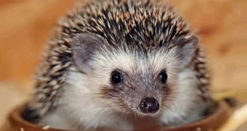 Somali Hedgehog Hedgehogs Around the World Wildlife Matters Blog Wildlife Matters Article