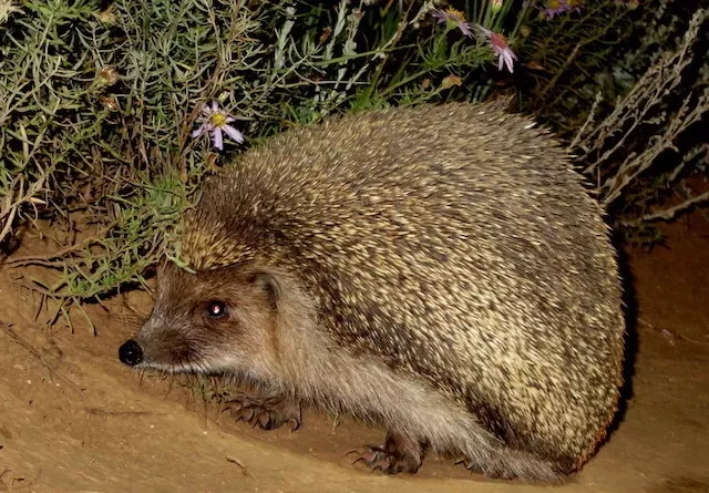 Daurian Hedgehog Hedgehog Hedgehogs Around the World Wildlife Matters Blog Wildlife Matters Article