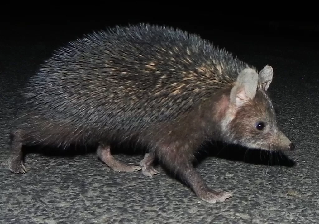 Indian Long-eared Hedgehog Hedgehog Hedgehogs Around the World Wildlife Matters Blog Wildlife Matters Article