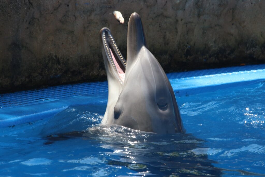 This Masquerade - Wild dolphins sold into captivity Wildlife Matters Article Wildlife Matters Blog