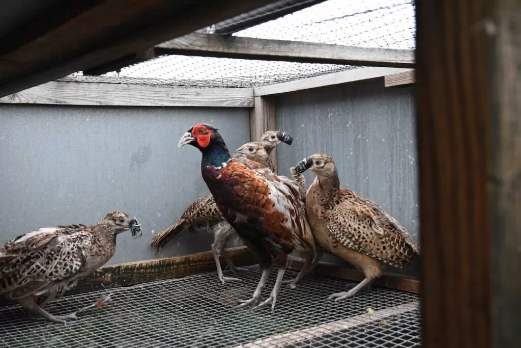 Game Bird Shooting Game Shooting or Shame Shooting Wildlife Matters Investigates Pheasants Red-legged Partridge, Game shooting Industry, 