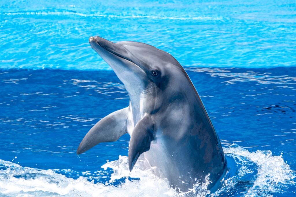 This Masquerade - Wild dolphins sold into captivity Wildlife Matters Article Wildlife Matters Blog