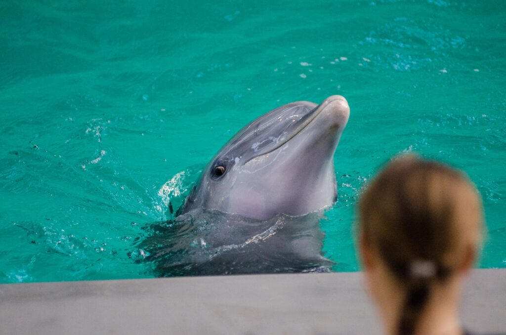 This Masquerade - Wild dolphins sold into captivity Wildlife Matters Article Wildlife Matters Blog