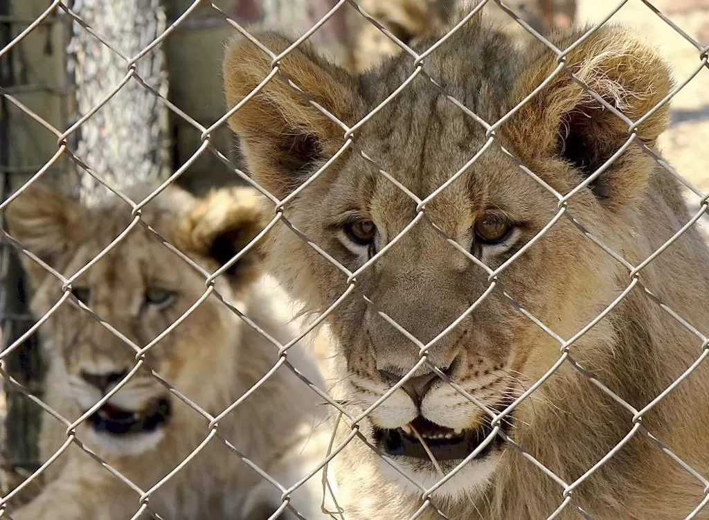 032 - What is Canned Hunting Wildlife Matters Article Wildlife Matters Blog