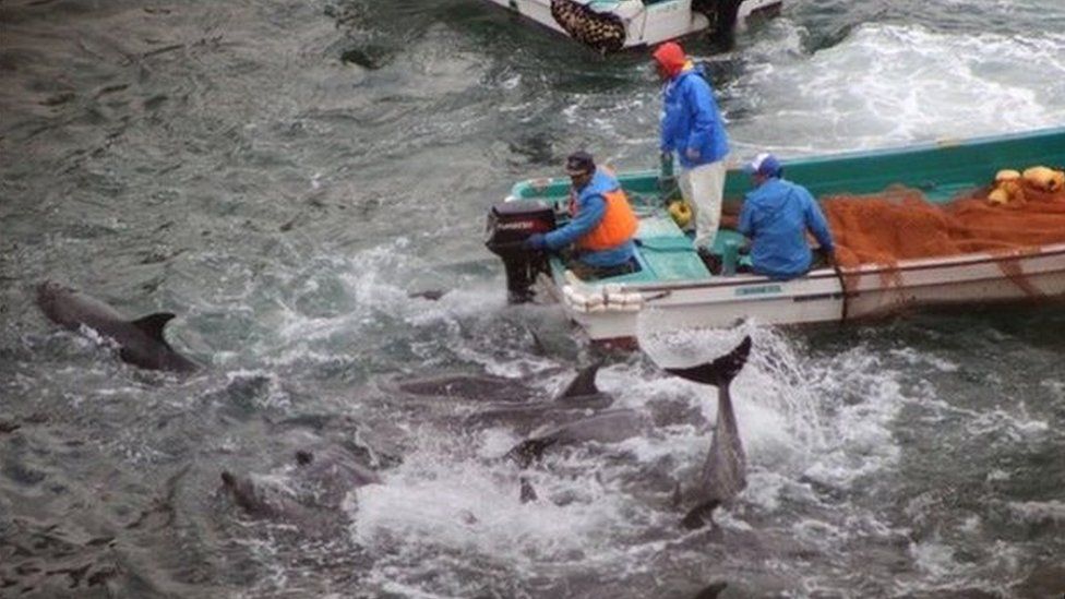 Dolphins being captured in Taiji Cove Japan
