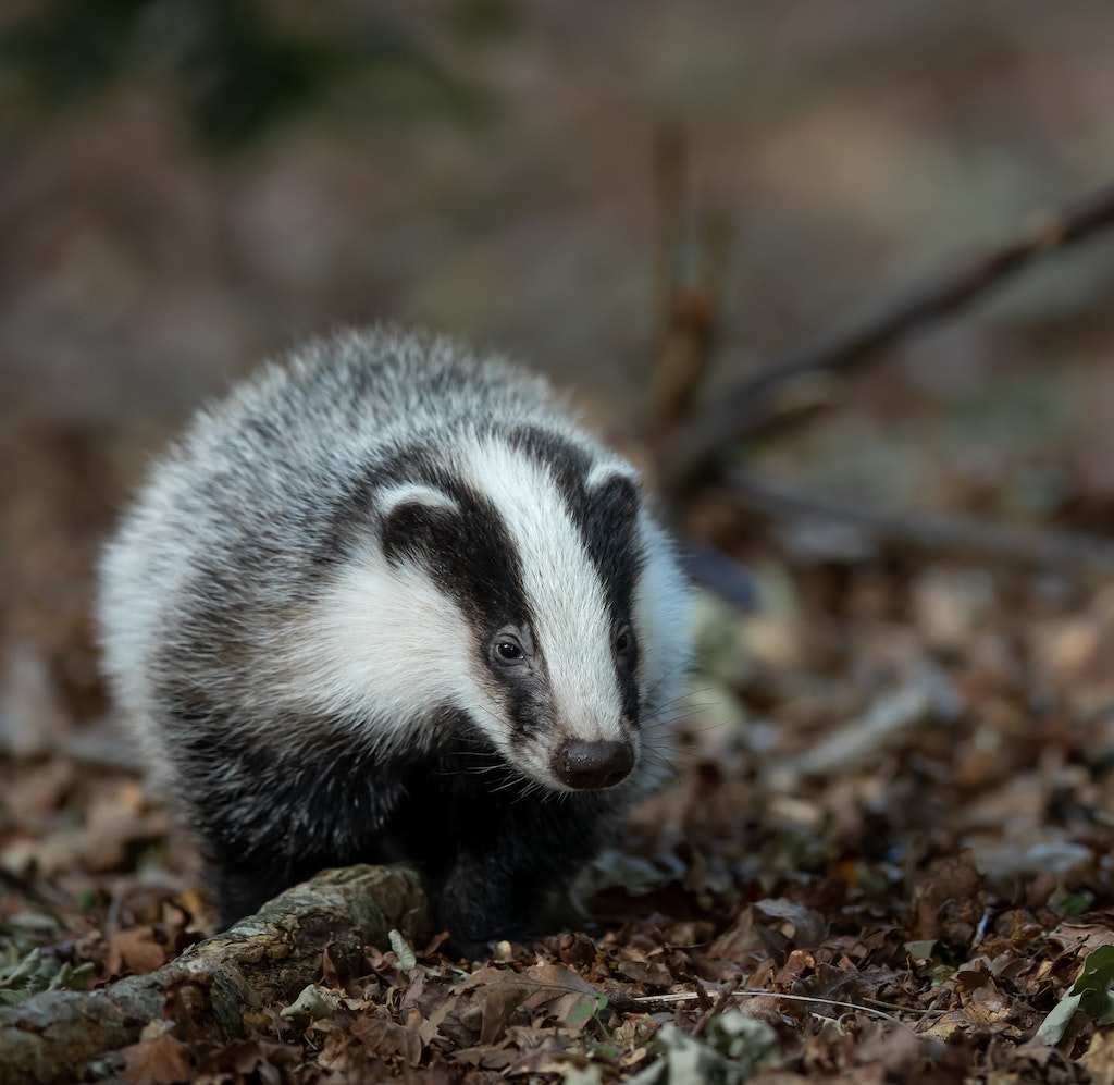 031 - The Badger Culls Part Two - The Randomised Badger Cull Trials