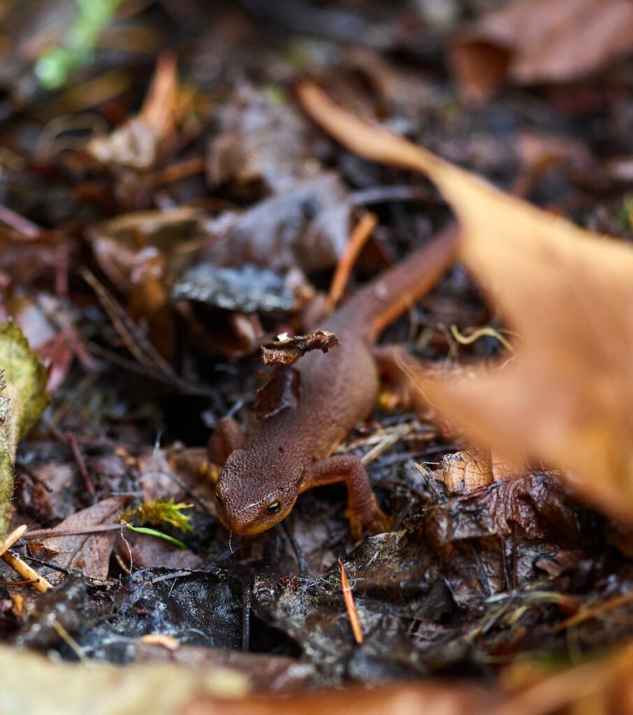 Incredible ways our wildlife adapts to winter in Britain Newt in Autumn Leaves Wildlife Matters