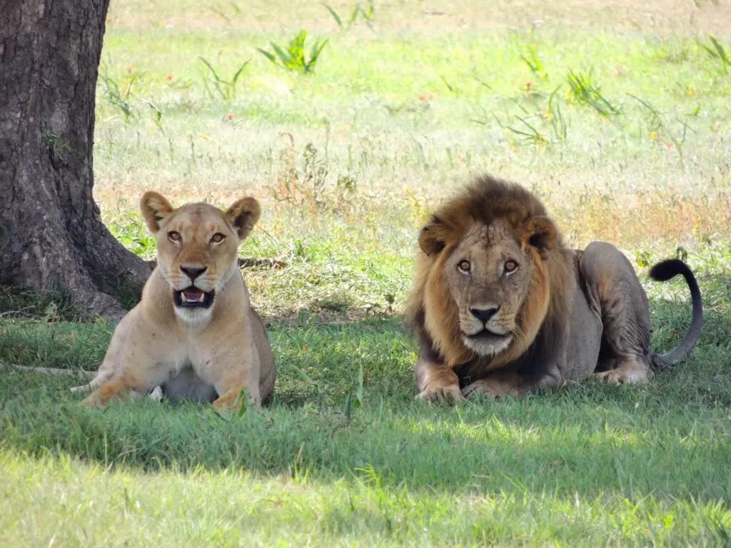 Lion Cub Petting and why its wrong Wildlife Matters Captive Lions Wildlife Trade Canned hunting Trophy Hunting