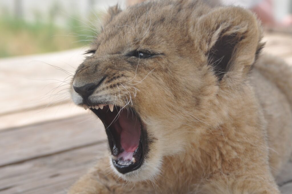 Lion Cub Petting and why its wrong Wildlife Matters Captive Lions Wildlife Trade Canned hunting Trophy Hunting