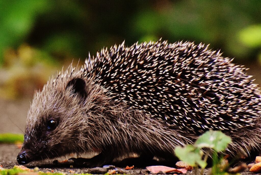Incredible ways our wildlife adapts to winter in Britain Hedgehog Hibernating Wildlife Matters