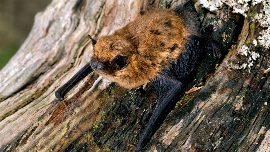 Incredible ways our wildlife adapts to winter in Britain Horseshoe Bat Wildlife Matters
